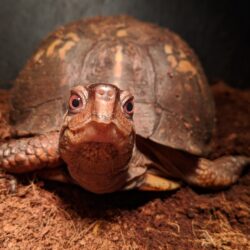 Acorn the Easter Box Turtle