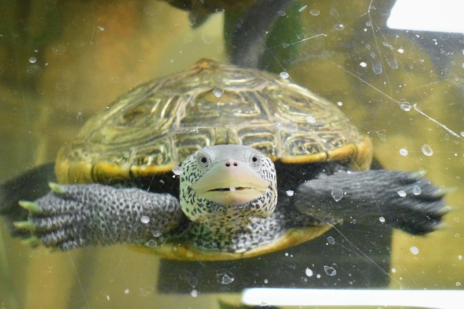 Corn Dog the Diamond-backed Terrapin
