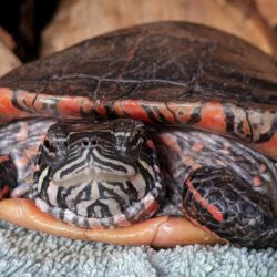 Lacey the Eastern Painted Turtle