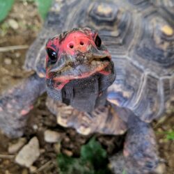 Pizza Man the Cherry Head Redfoot Tortoise