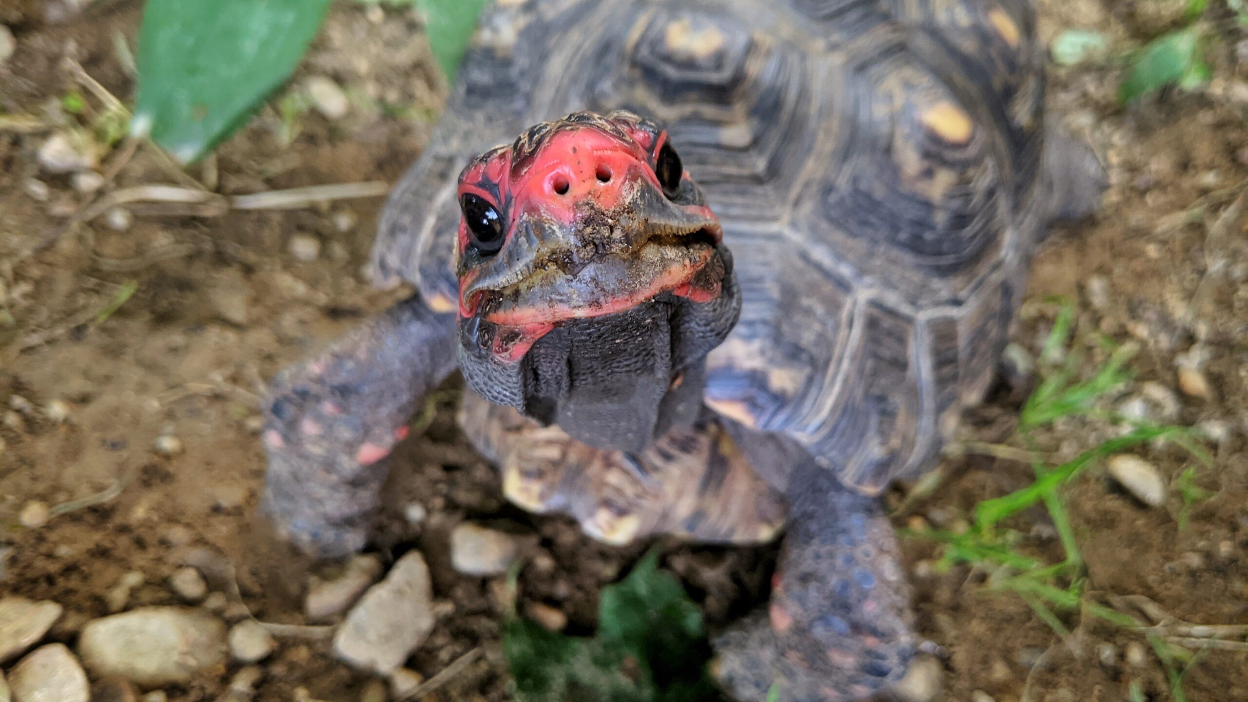 Pizza Man the Cherry Head Redfoot Tortoise