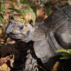 Sprockets the Burmese Mountain Tortoise