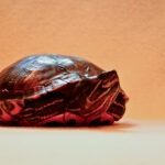 A portrait of a red-eared slider turtle.