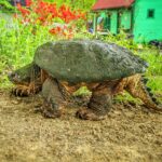 Chunky Chip the Snapping Turtle walking outdoors