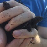 Snapping turtle hatchlings poke about from between someone's fingers as they are being released into the wild.