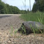 A turtle walks in the transition of sand from the grass toward the edge of a black top road