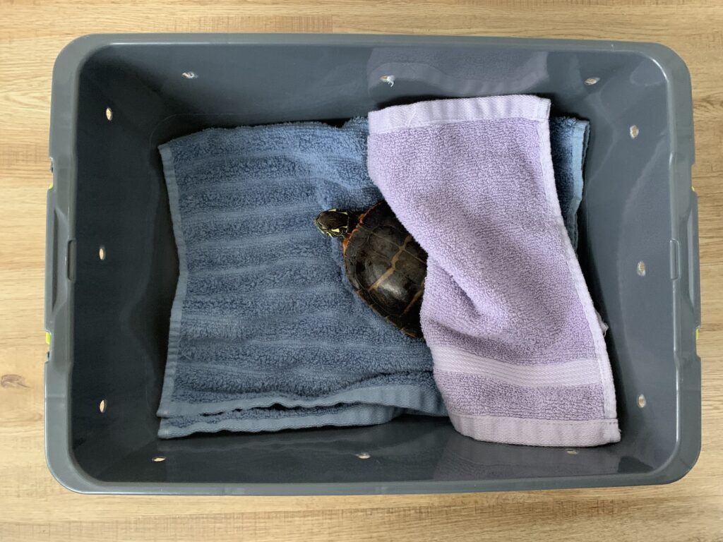 a turtle covered partially by a towel in a rescue kit bin