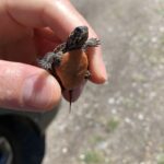 a volunteer holding a tiny hatchling painted turtle
