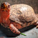 Walnut the turtle looks to the side toward the camera