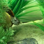 a pet turtle swimming in a tank among greenery and sand