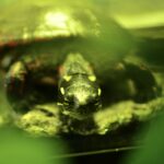 a close up of the face of a sick turtle in murky green water