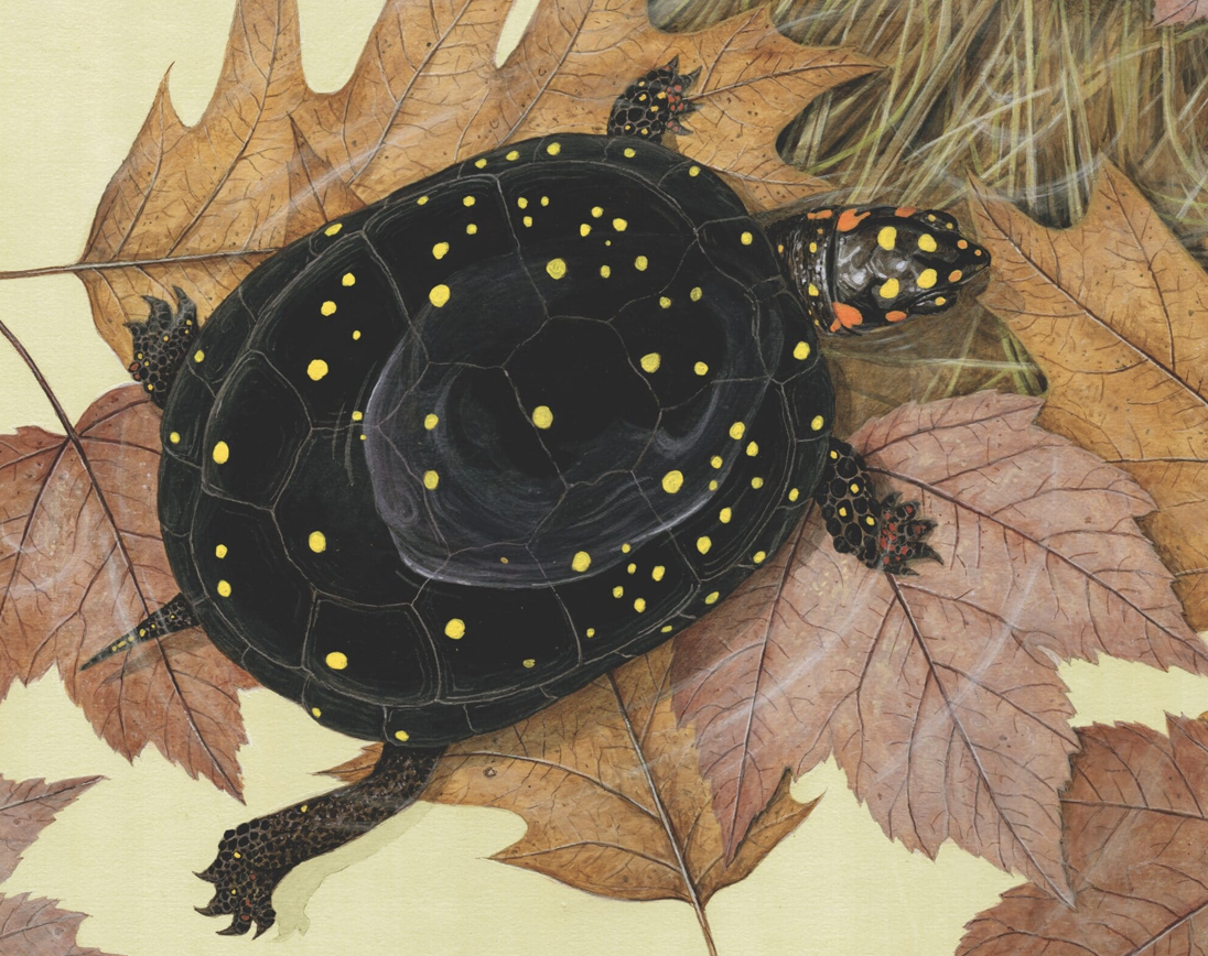 A beautiful illustration of a spotted turtle resting in shallow water by Matt Patterson