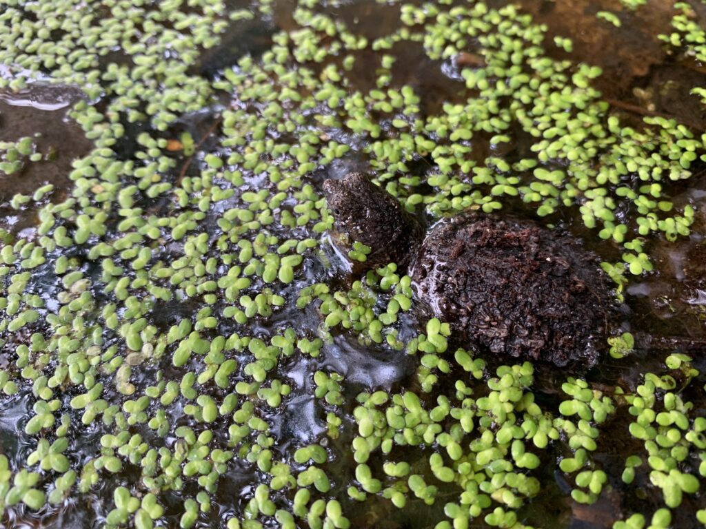 A snapping turtle hatchling stands in muddy, shallow water carpeted in duckweed.