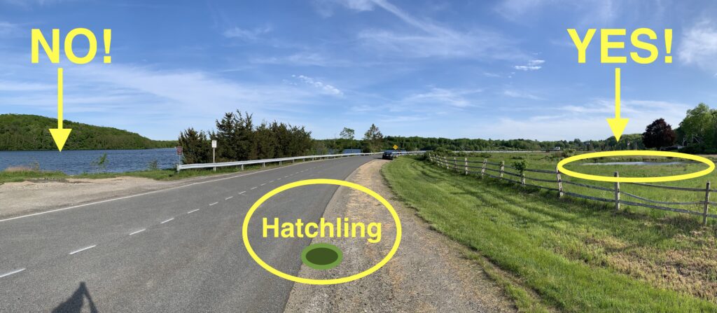 A photo of deep open water on one side of a road and on the other, a shallow, heavily vegetated pond. 'No' is written on the open water and 'yes' is written over the small pond.