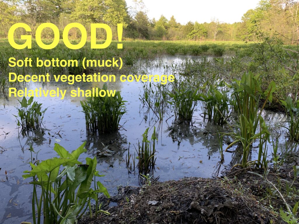 An example of a good place to release hatchlings. The swamp has a mucky bottom, is relatively shallow, and is mostly covered with vegetation.