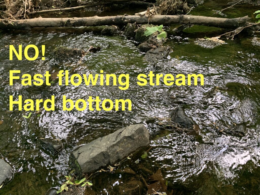 A photo of a fast moving stream with a hard, rocky bottom. It is labeled as 'no' for a hatchling release spot.