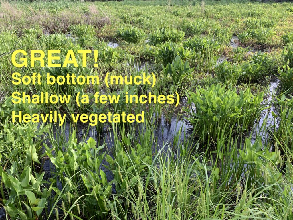 A photo of a very shallow swamp with a mucky bottom and very heavy plant cover. It is an example of a 'great' place to release hatchlings.