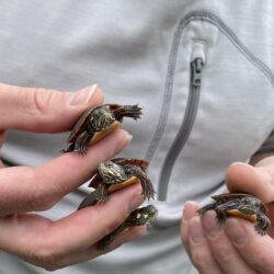 Turtle Hatchlings – Not Always Cute and Probably Not Dying