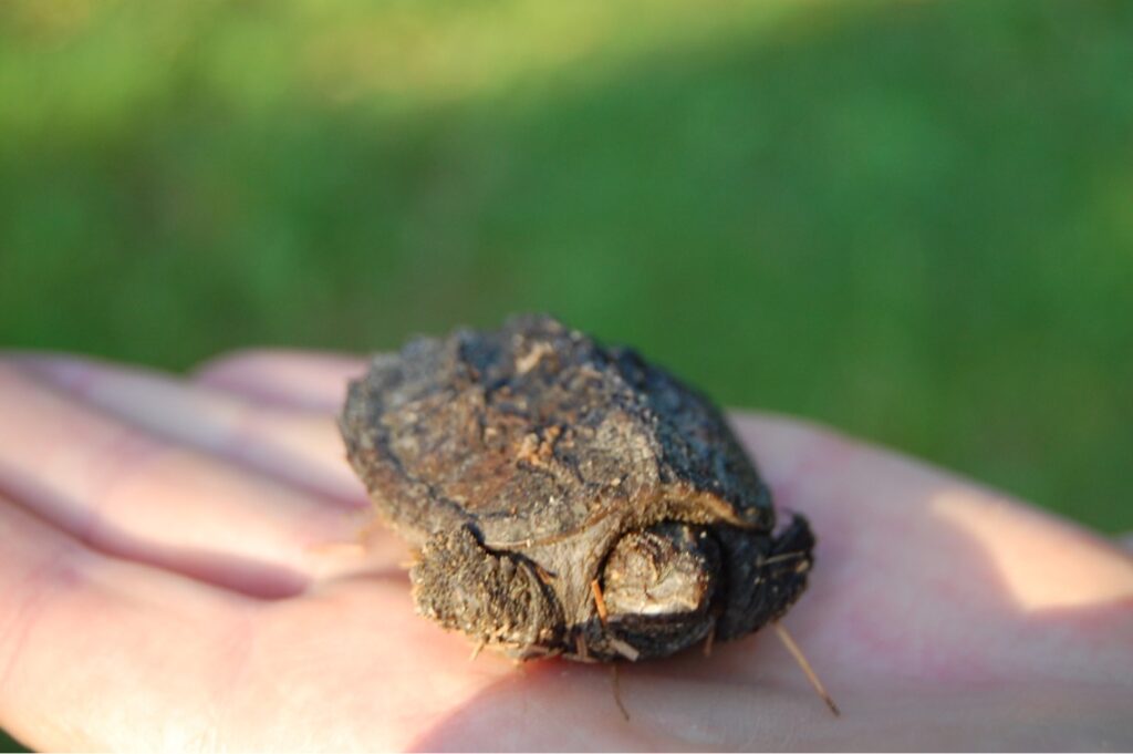 A snapping turtle hatchling in the palm of someone's hand. It's eyes are closed, it is dirty and even looks dead. It is perfectly healthy and only needs a lift across the road.