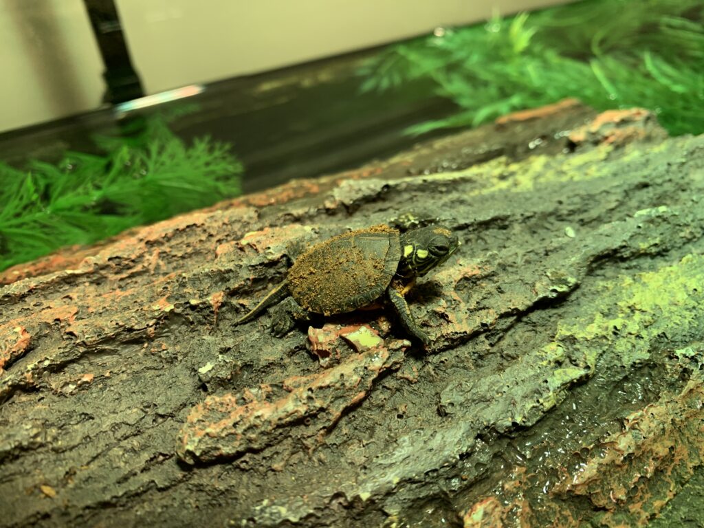 A painted turtle hatchling sits on an artificial log. It will soon crawl into the water for the first time.