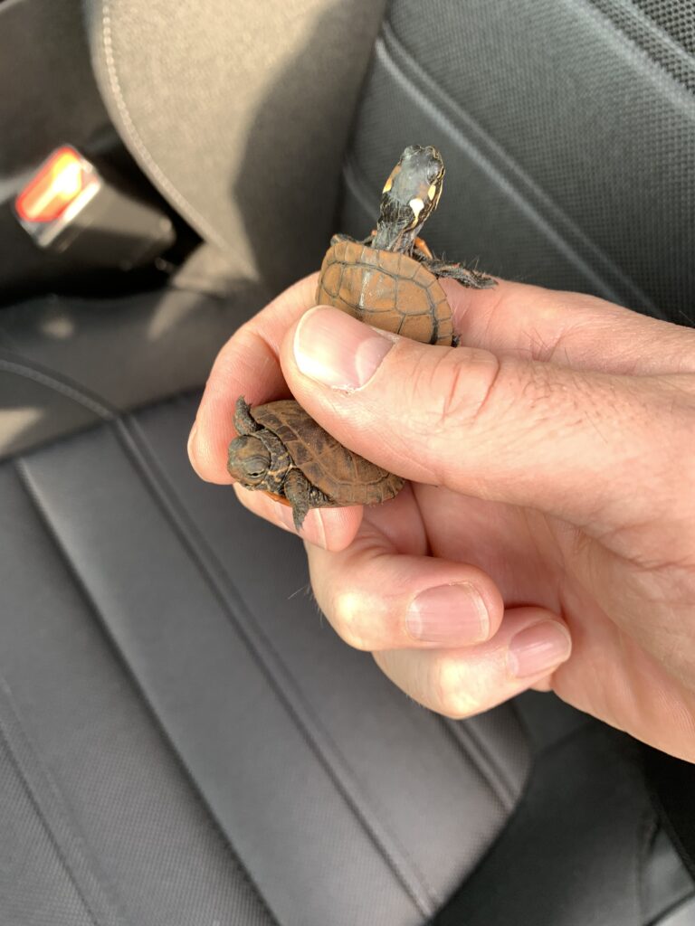 Two painted turtle hatchlings moved off a busy road are held in front of a black car seat to showcase their brown and yellow colors.