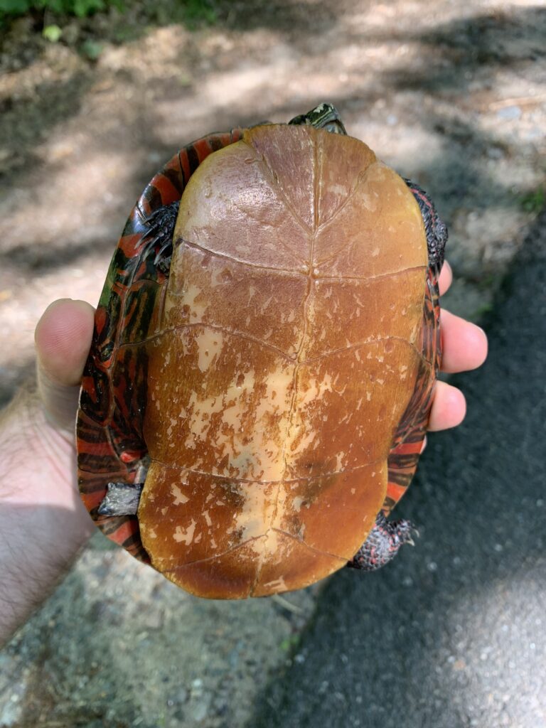 Someone holds a wild painted turtle with most of its back right leg missing. This turtle was out far from water to lay its eggs, and has been doing fine for many years.