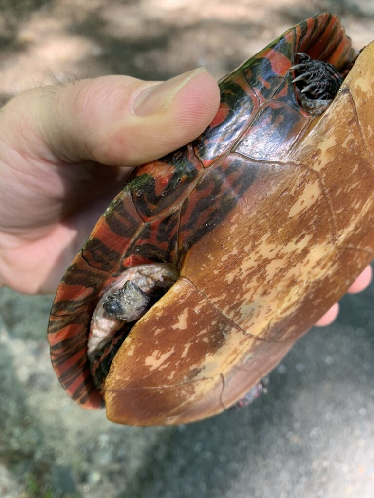 Someone holds a wild painted turtle for a good view of a stump, which was this animal's back right leg. It is completely healed and this turtle does well in the wild, having been seen three years in a row in the same location.