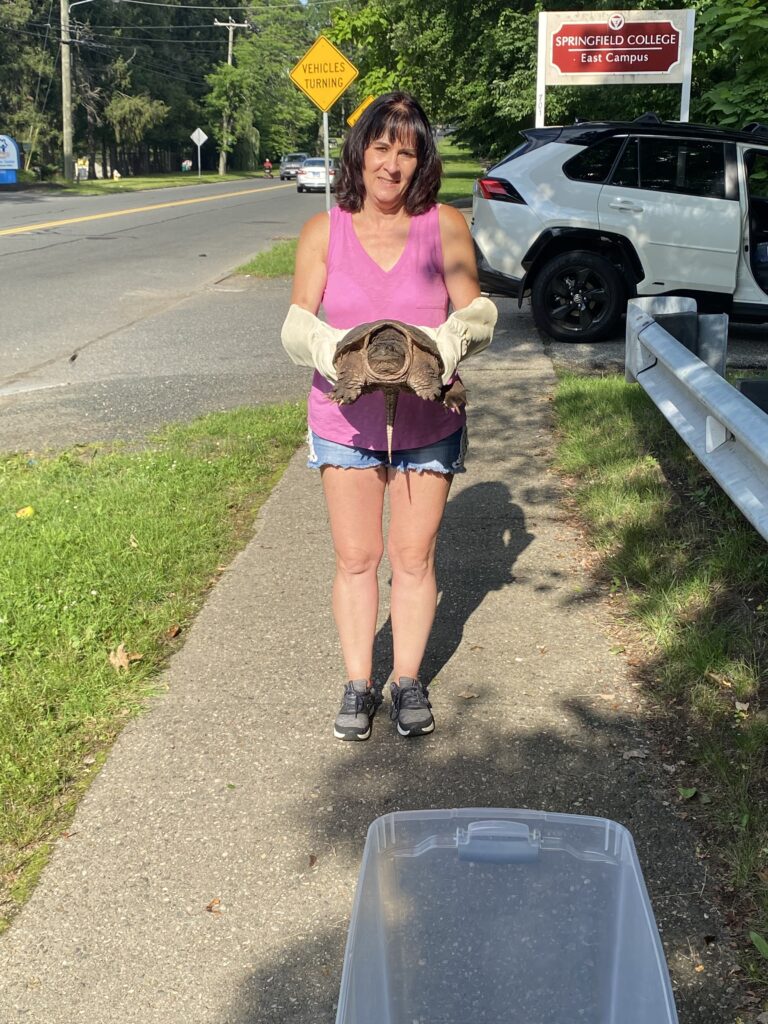 Michelle Schweitzer, turtle hero of Springfield, stands with a snapping turtle she rescued from the street as it fled the drained Watershops Pond in Springfield, MA.