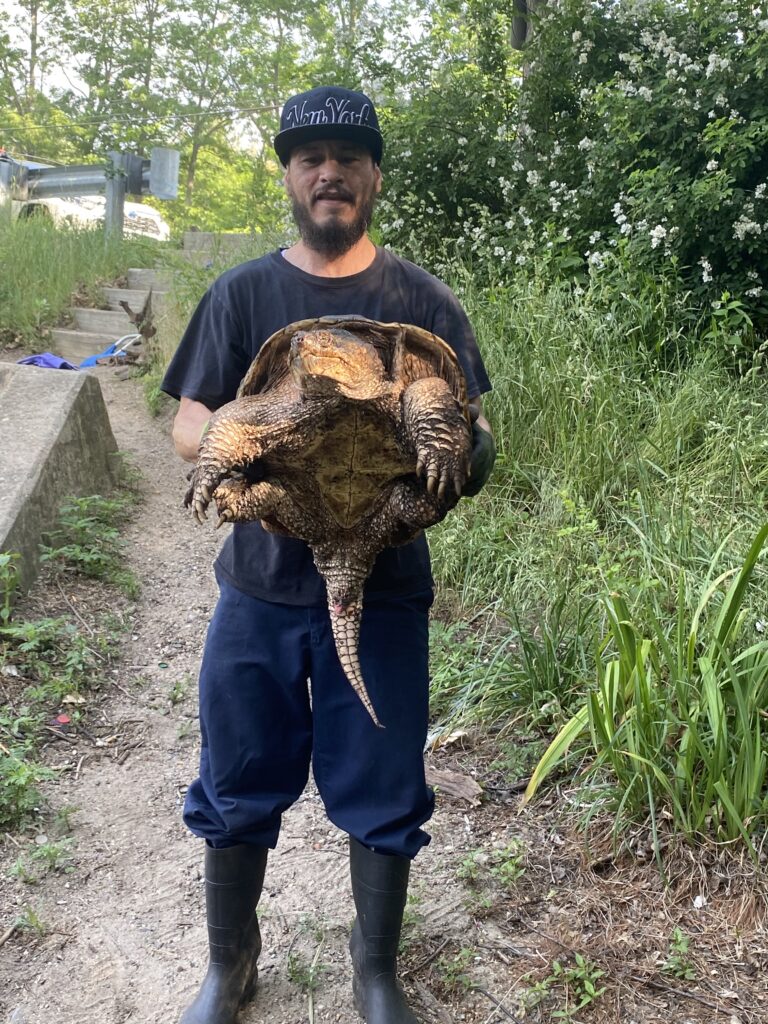 Eli, a resident of Springfield, MA, holds a snapping turtle up to the camera. Eli helped to save many turtles when Watershops Pond was drained.