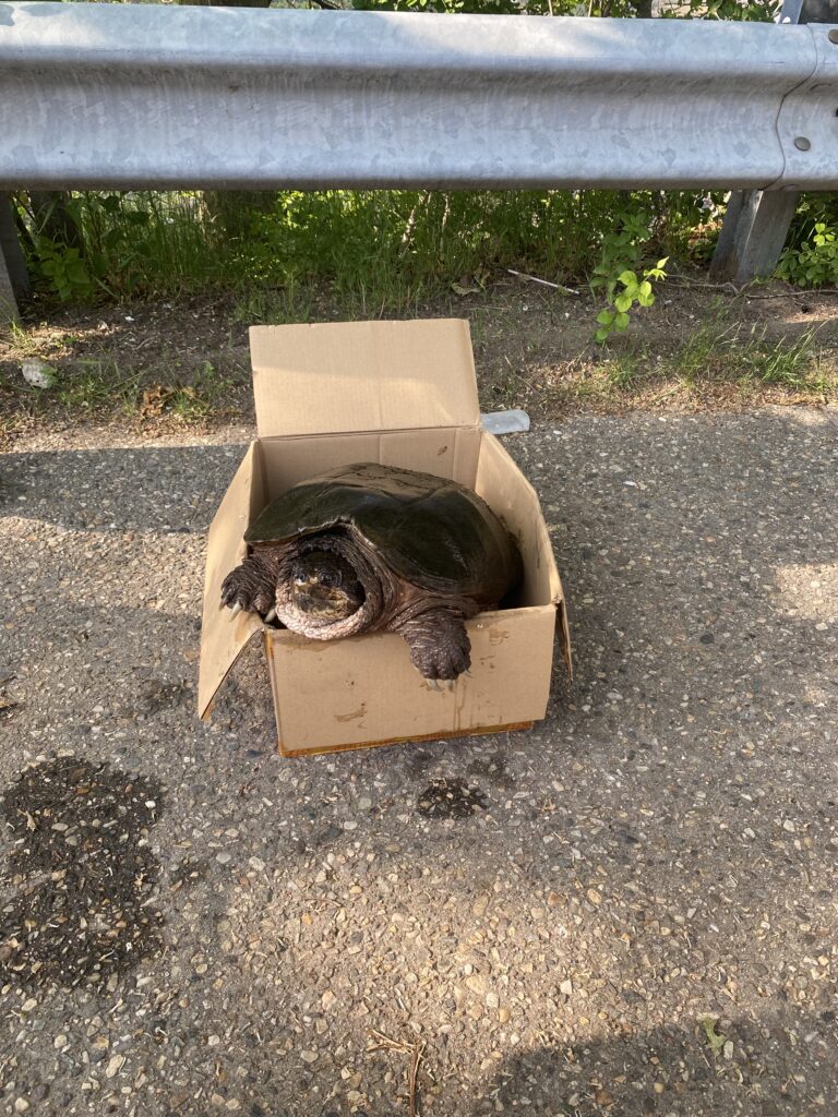 A snapping turtle rests its front arms on the edge of a box, as it is waiting to be transported to another wetland after its home, Watershops Pond, was drained. In this comical position, the turtle seems to be asking "what's taking so long?".