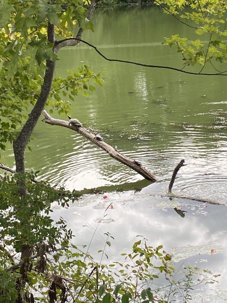 Turtles bask happily in the sun, high on a fallen log that leaves the water at a 45 degree angle at Watershops Pond before the draining project happened.
