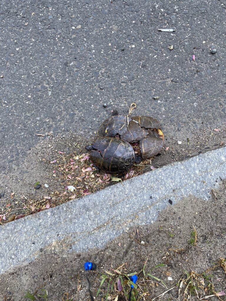 A pile of several dead turtles, run over by cars as they fled Watershops Pond. There were so many turtles fleeing, and killed, that they were climbing over each other in the streets as drivers ran them down.