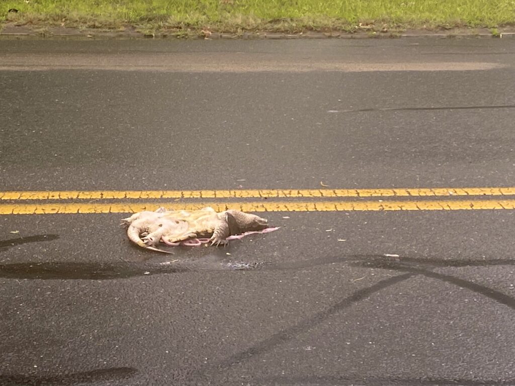 A dead snapping turtle lies face up in the street near the yellow center line. It was one of many dozens killed when Watershops Pond in Springfield, MA was drained.
