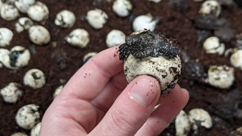 A snapping turtle emerges from its egg. Someone is holding it above a bin filled with many more hatching snapping turtle eggs. The turtle wears a piece of eggshell like a hat.
