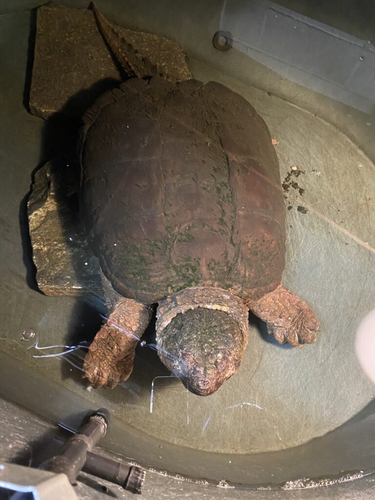 Bonaparte the ancient snapping turtle from Watershops Pond sits in a temporary housing bin at Turtle Rescue League.