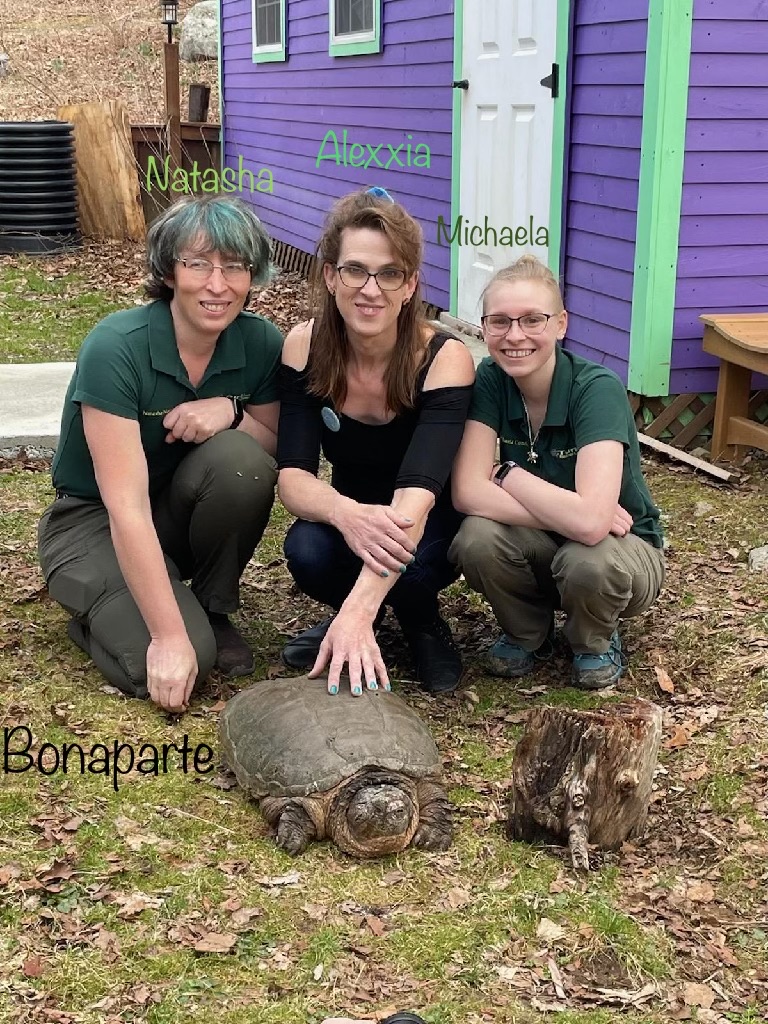 Natasha Nowick, Vice President and Clinical Director, Alexxia Bell, President and Chief Clinician, and Michaela Conder, Clinician and Media Coordinator for Turtle Rescue League, kneel with Bonaparte, an ancient snapping turtle who lived in Watershop Pond before it was drained.