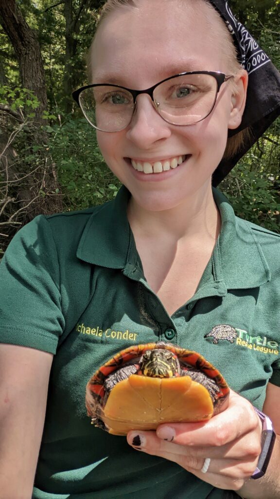 Turtle Rescue League board member Michaela Conder prepares to release a rehabilitated Eastern Painted Turtle.