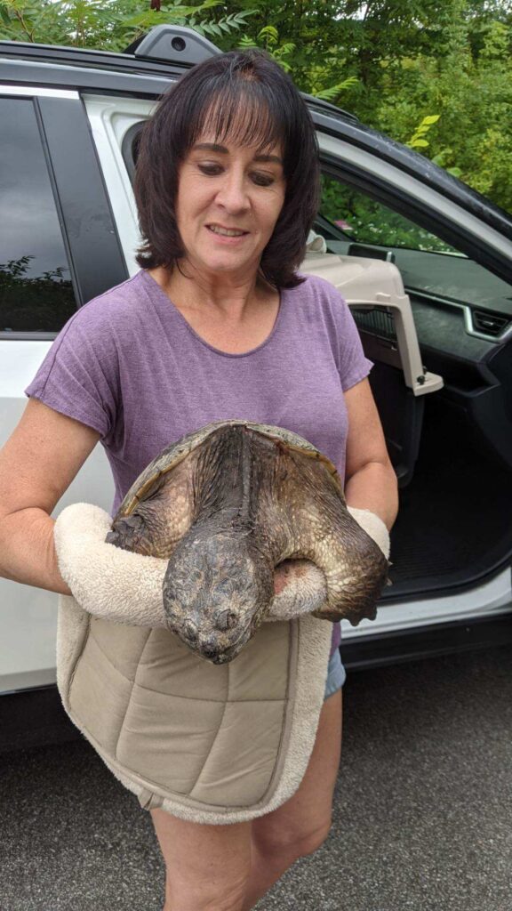 Turtle Rescue League board member Michelle Schweitzer carries a large injured snapping turtle into the clinic.