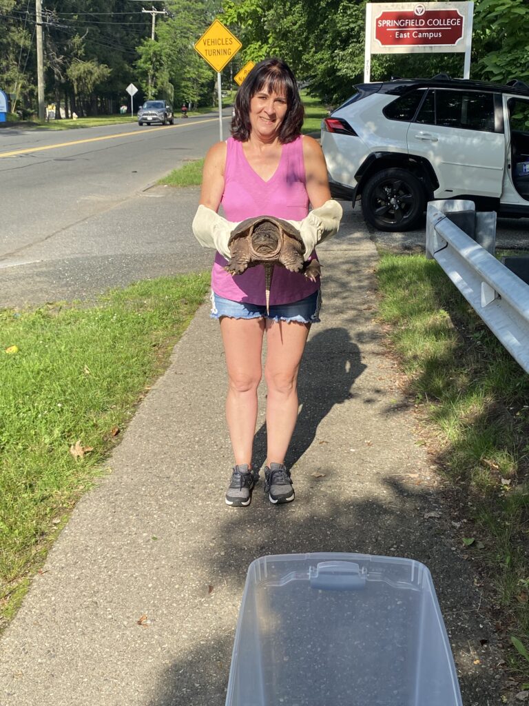 Turtle Rescue League board member Michelle Schweitzer poses with a snapping turtle she moved across a busy street.