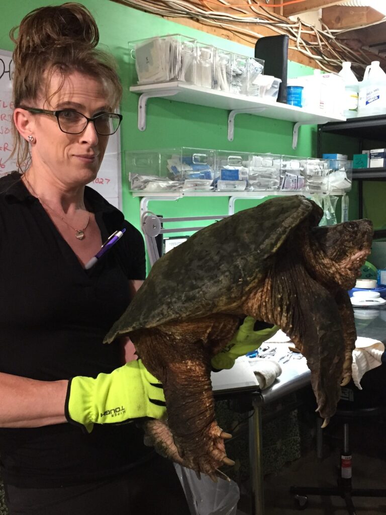 Turtle Rescue League President Alexxia Bell makes a surprised face at the camera, as she holds an especially large snapping turtle in Turtle Rescue League's clinic.