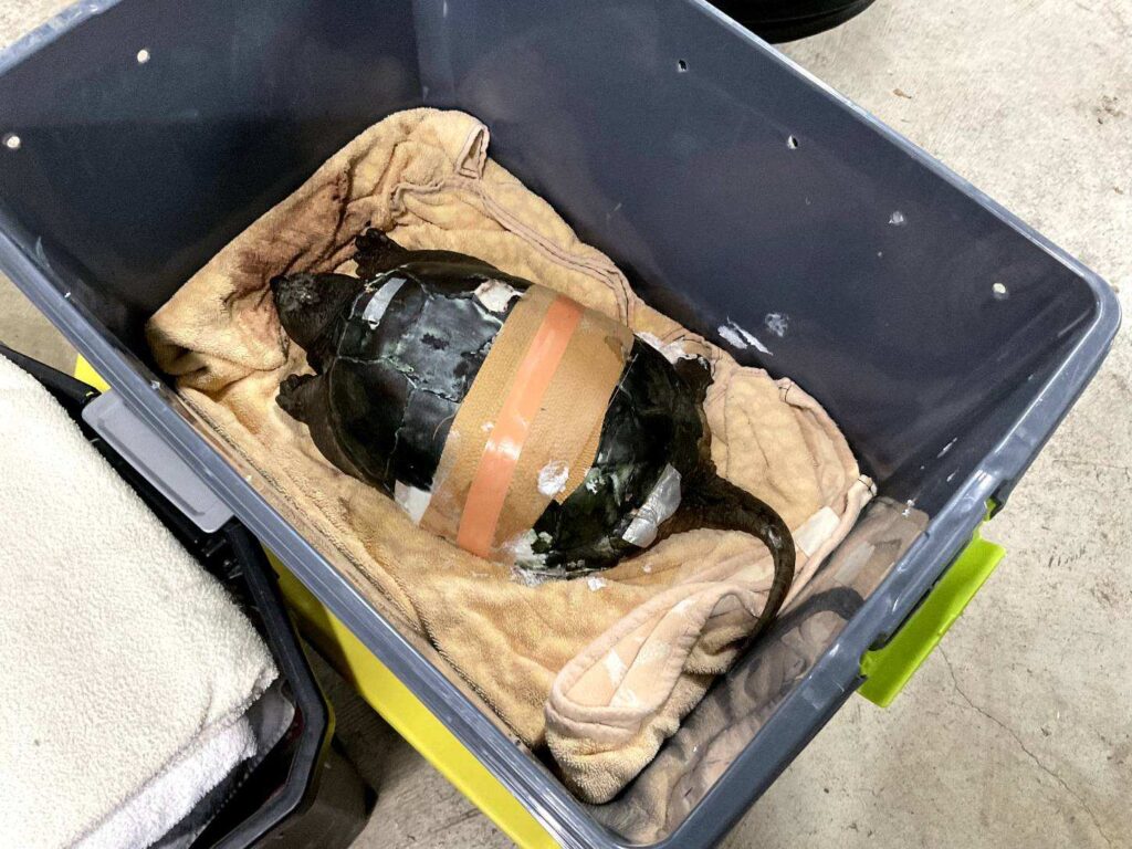Flannel the snapping turtle rests in a hospital box after the installation of the turtle girdle. In this photo, the girdle is covered in gauze.
