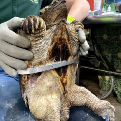 A Snapping Turtle Named Flannel and the Invention of the “Turtle Girdle”