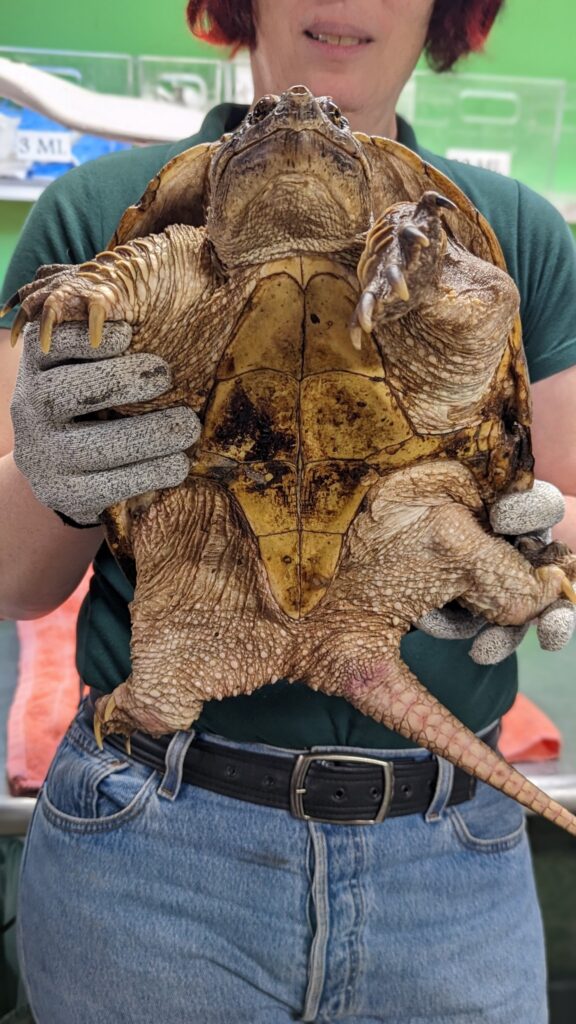 Turtle Rescue League facility director Natasha Nowick holds Flannel the snapping turtle for the camera. Flannel's fractures have healed, and the turtle girdle system has been removed.