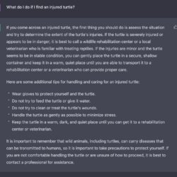 What Does ChatGPT Mean for Turtles in 2023?