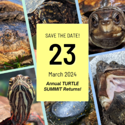 The Annual Turtle Summit Returns on March 23, 2024!