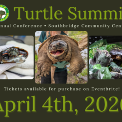 The Annual Turtle Summit is Back for 2026!